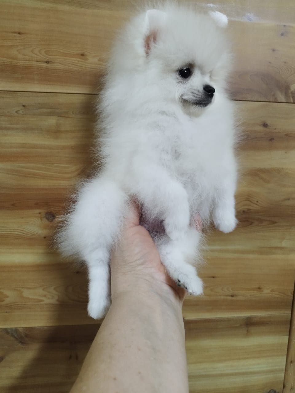 Померанский шпиц