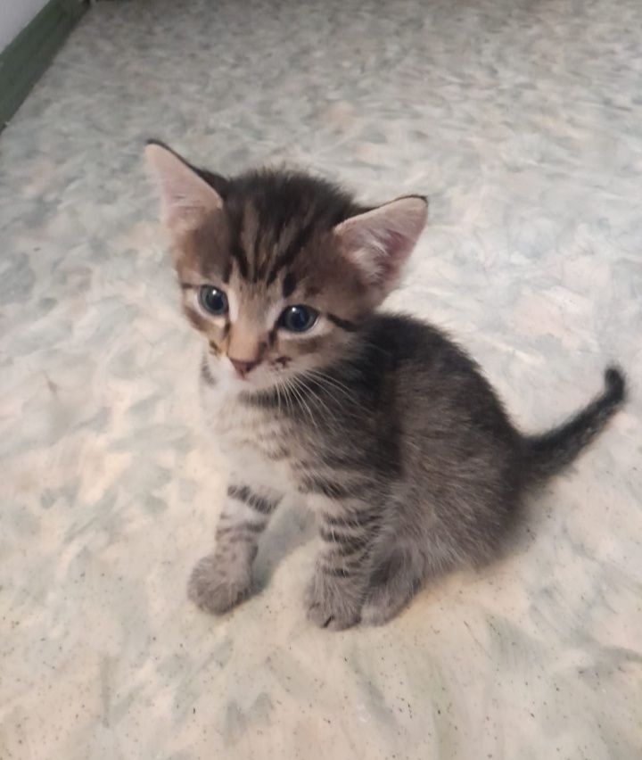 Отдаём котят в добрые руки