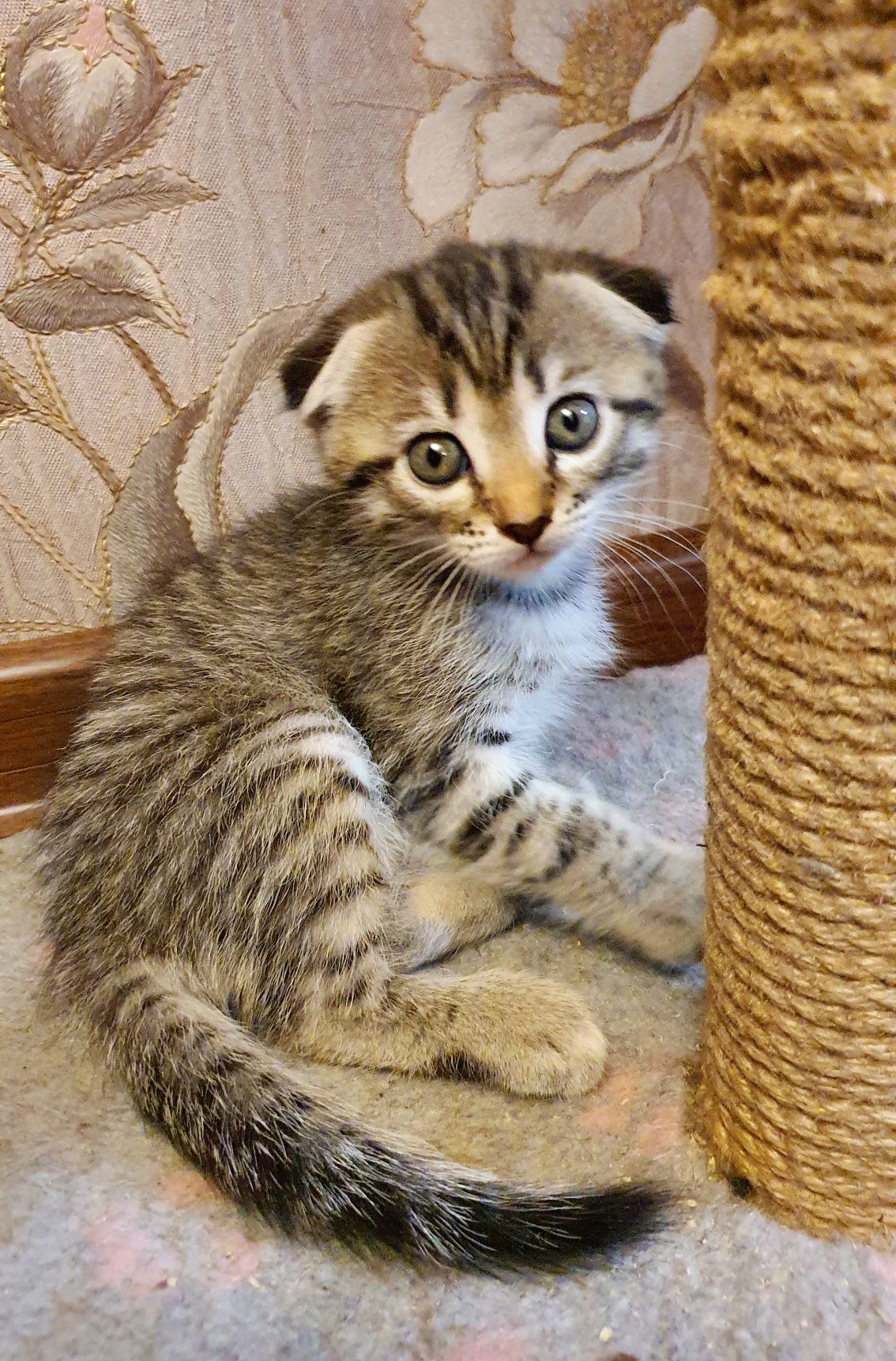 Котята скотиш фолд и страйт