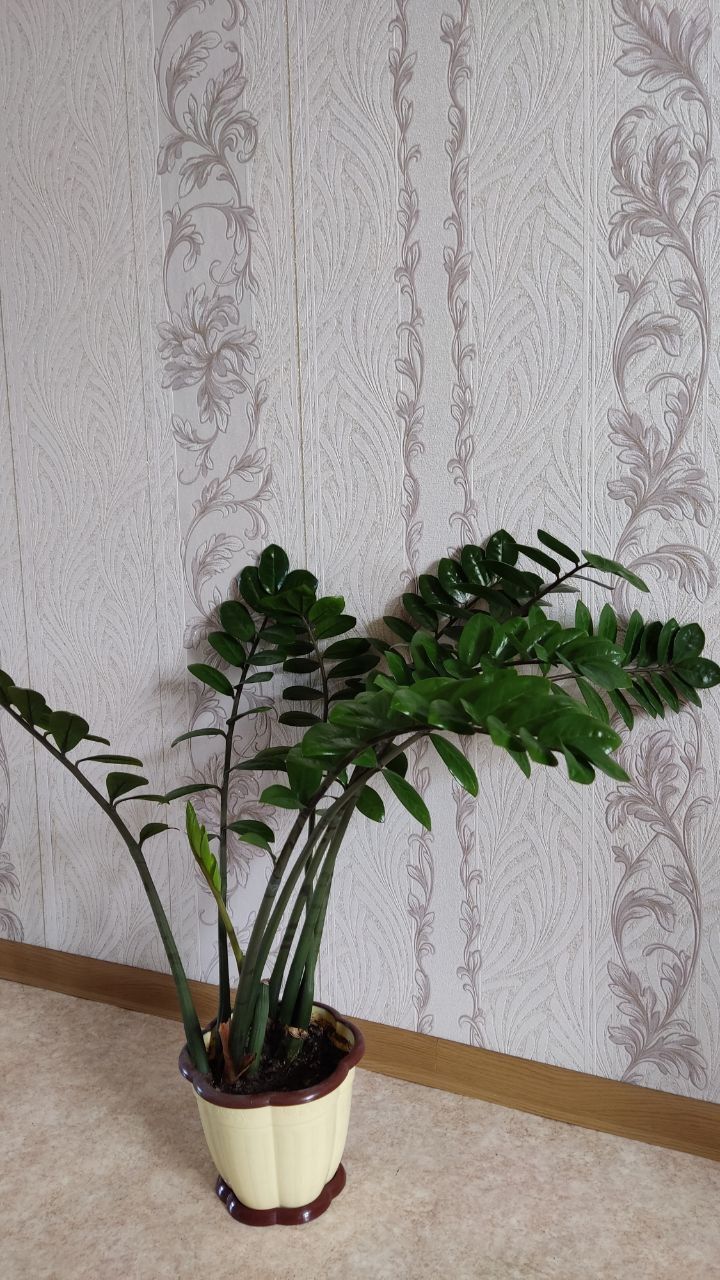 Продам Замиокулькас (долларовое дерево)