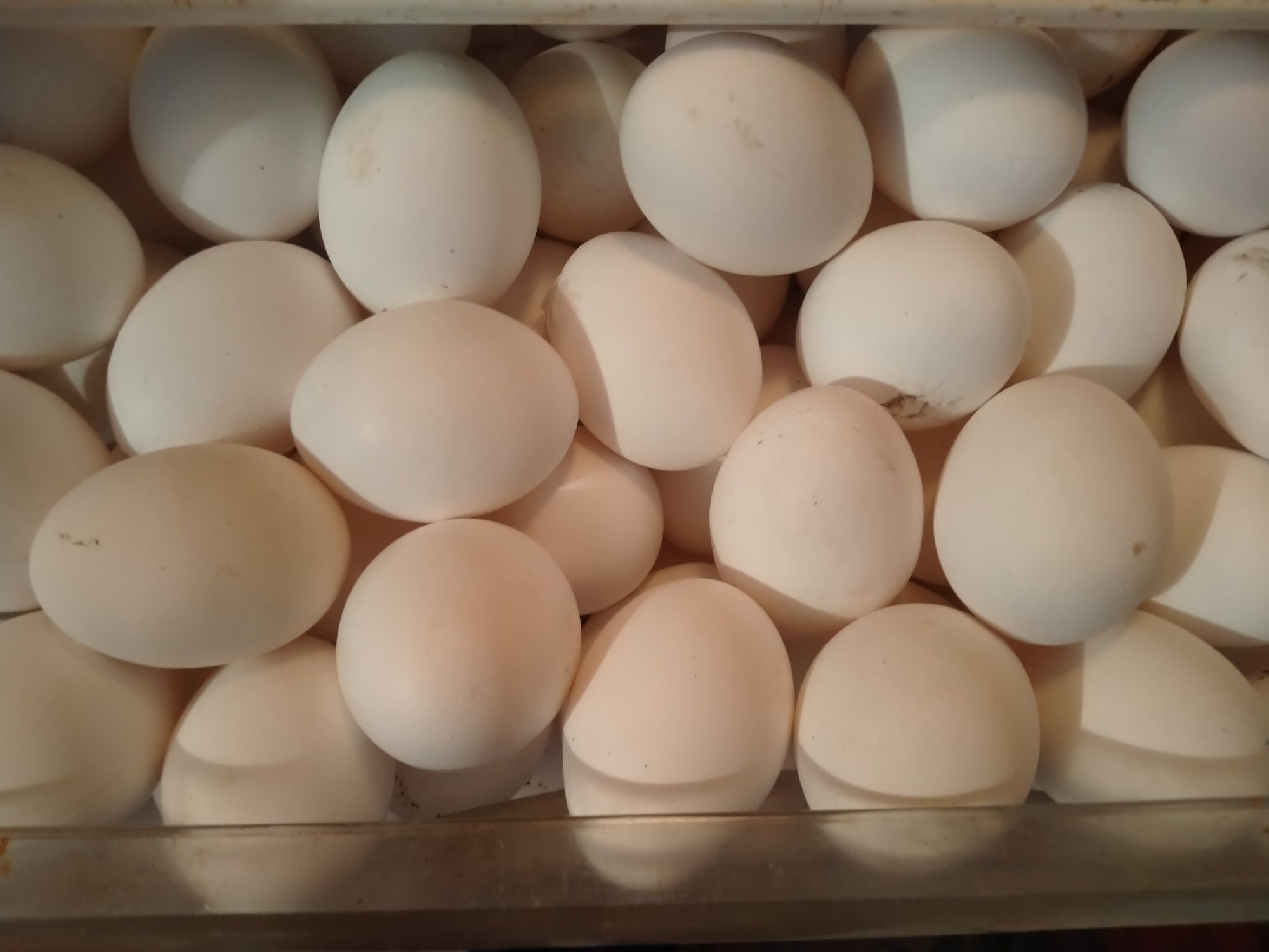 Продам яйца домашние вкусные 800 тенге десяток