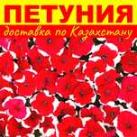 Петуния рассада цветов
