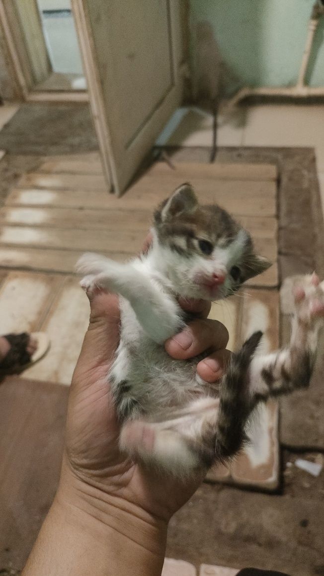 Отдам котят в добрые руки