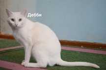 Отдаем в добрые руки Дебби