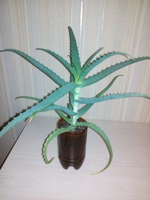 Продам алоэ