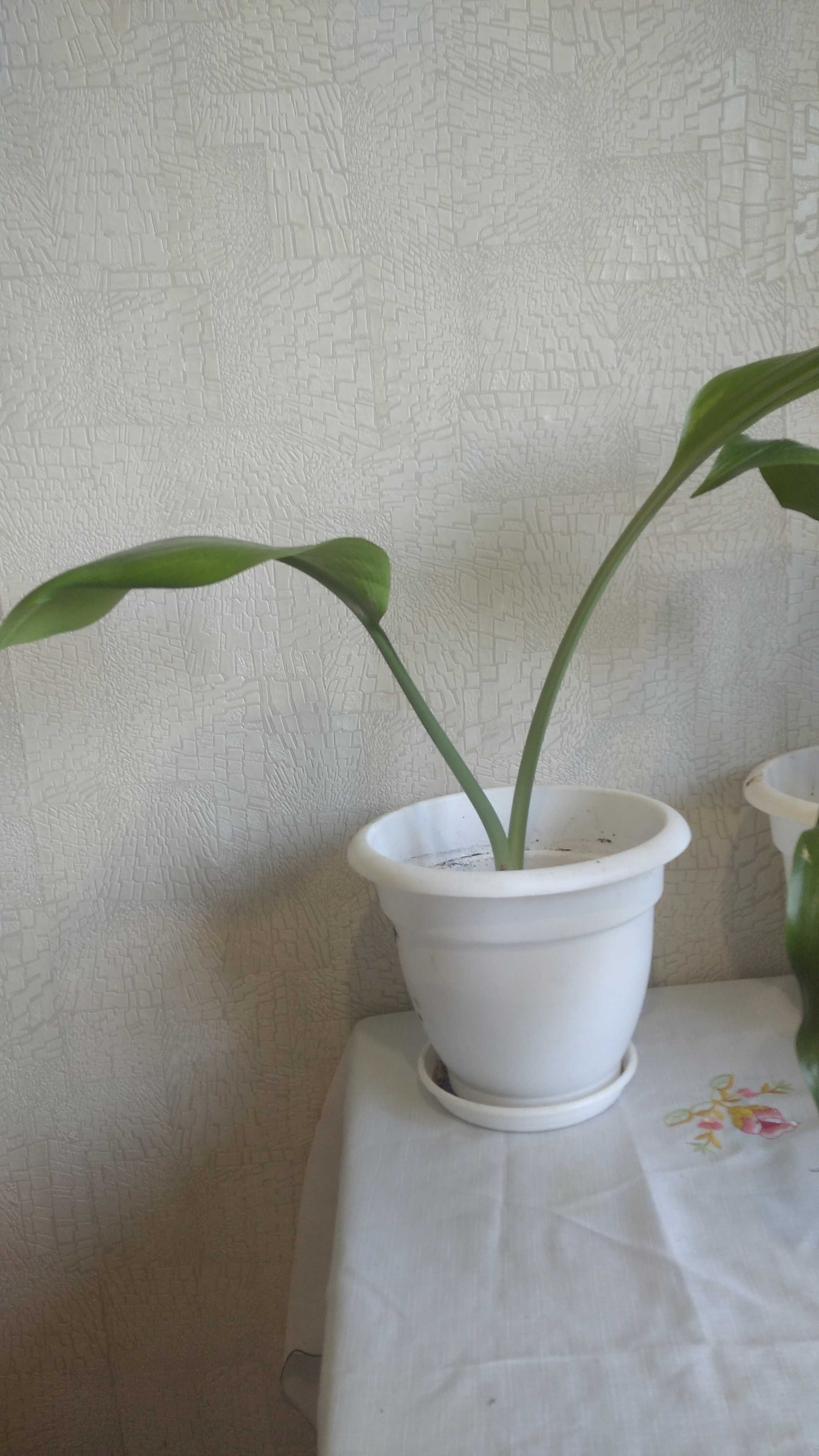 Продам красивые комнатные цветы