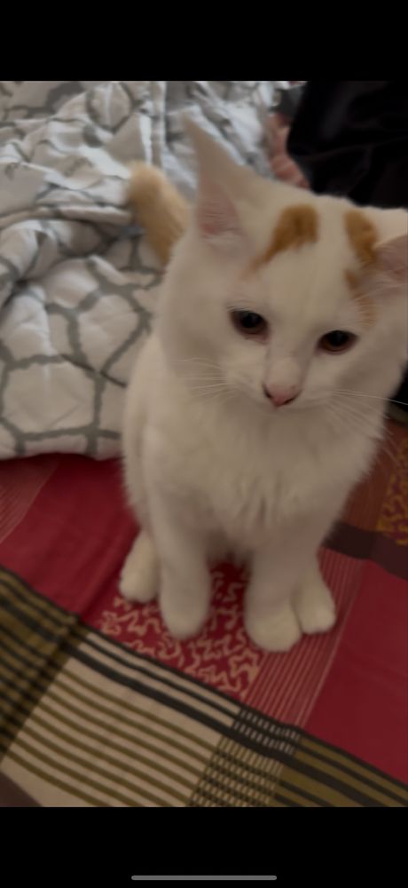 Отдадим кошку бесплатно