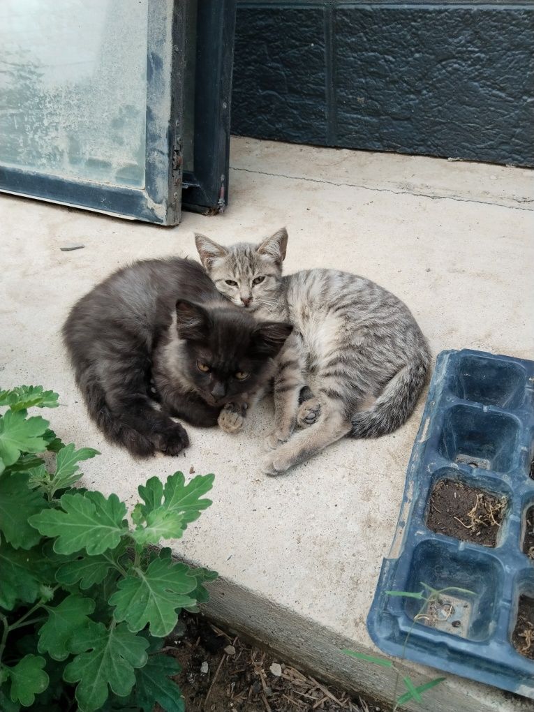 Отдам котят, очень красивые и игривые.