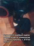 Котята в надежные руки