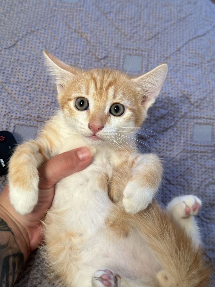 Котята  красивые