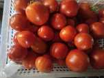Продам помидоры огурцы