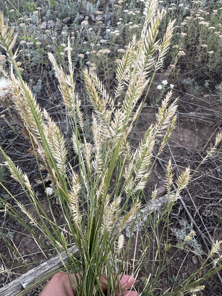 Сено продаем , рулоном , свежее