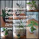 Продам комнатные цветы