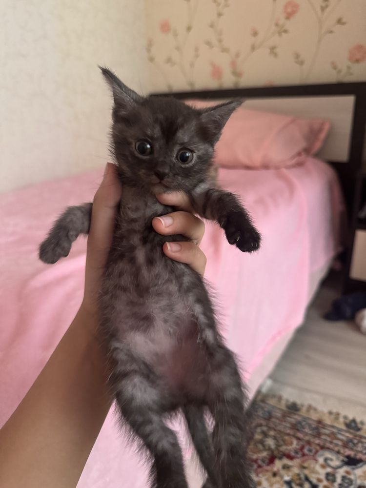 котята 6 - 500тг