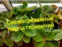 Глоксинии. Продам листья, свежий срез.