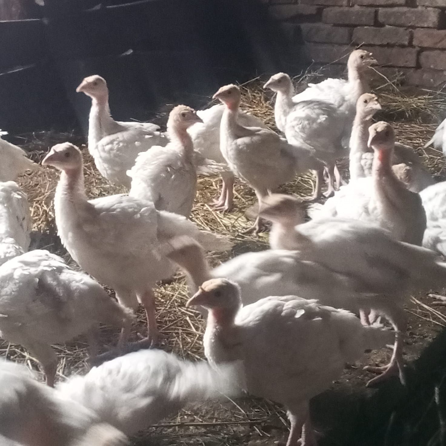 Продам цыплят гусят