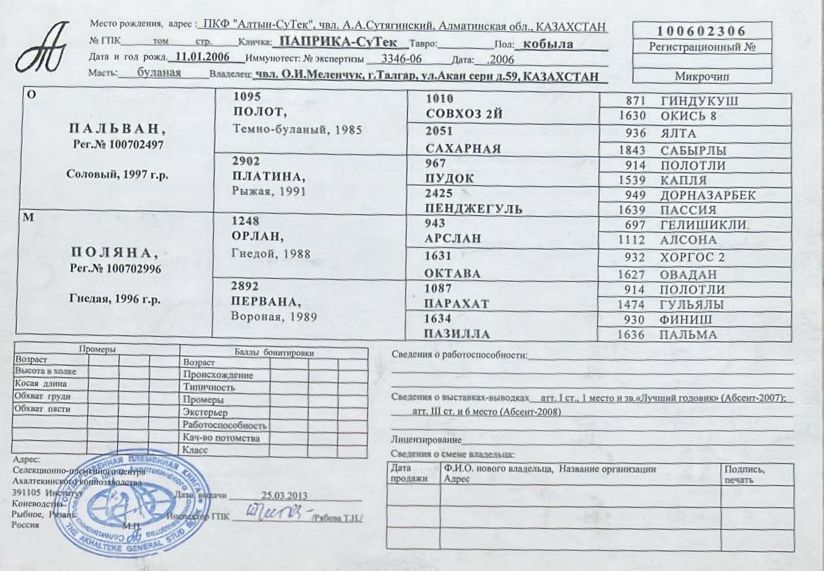 Ахалтекинская чистокровная кобыла, бие, лошадь, СРОЧНО