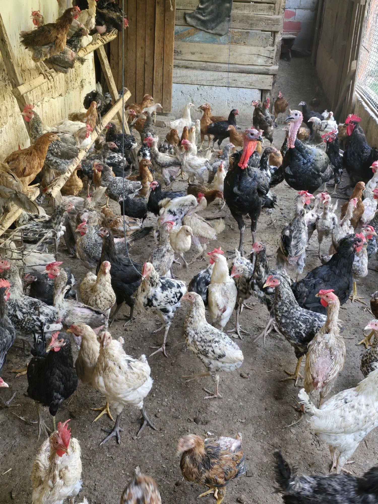 Продам курей срочно