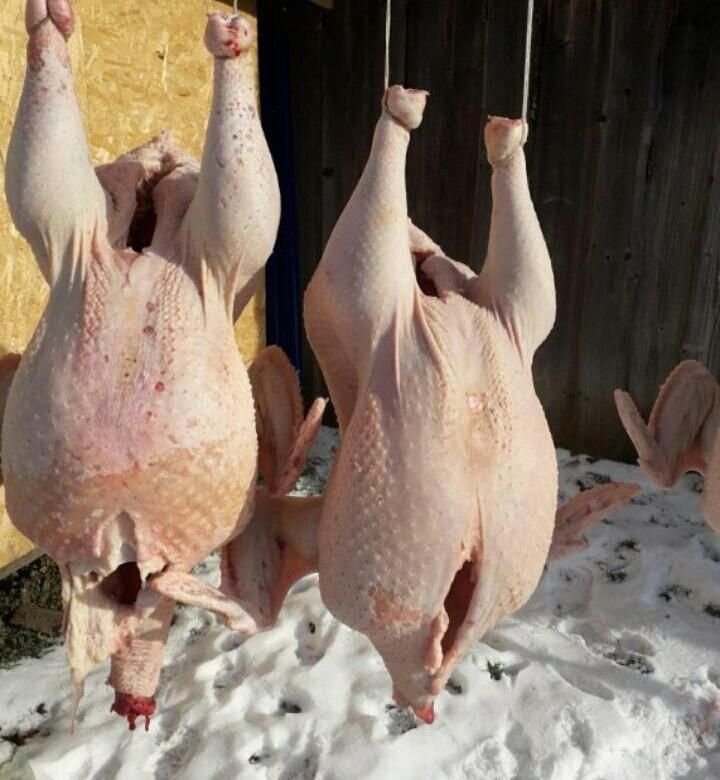 Продам мясо домашних индюков гусей уток индауток бройлер много в налич