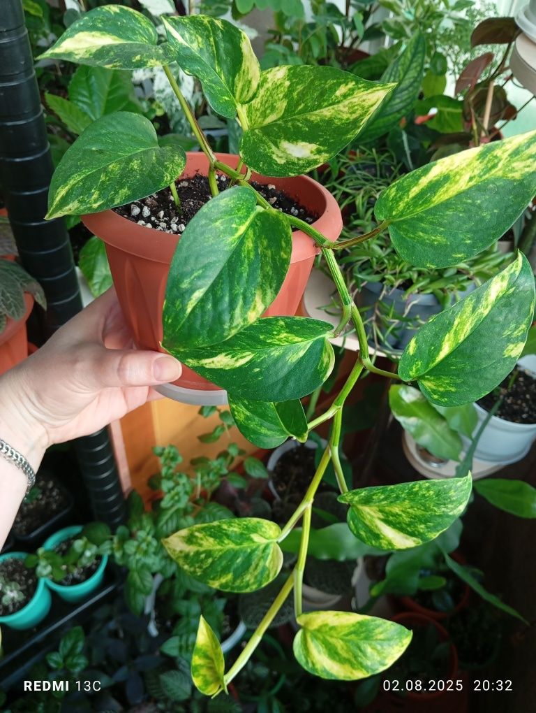 Продам комнатные растения