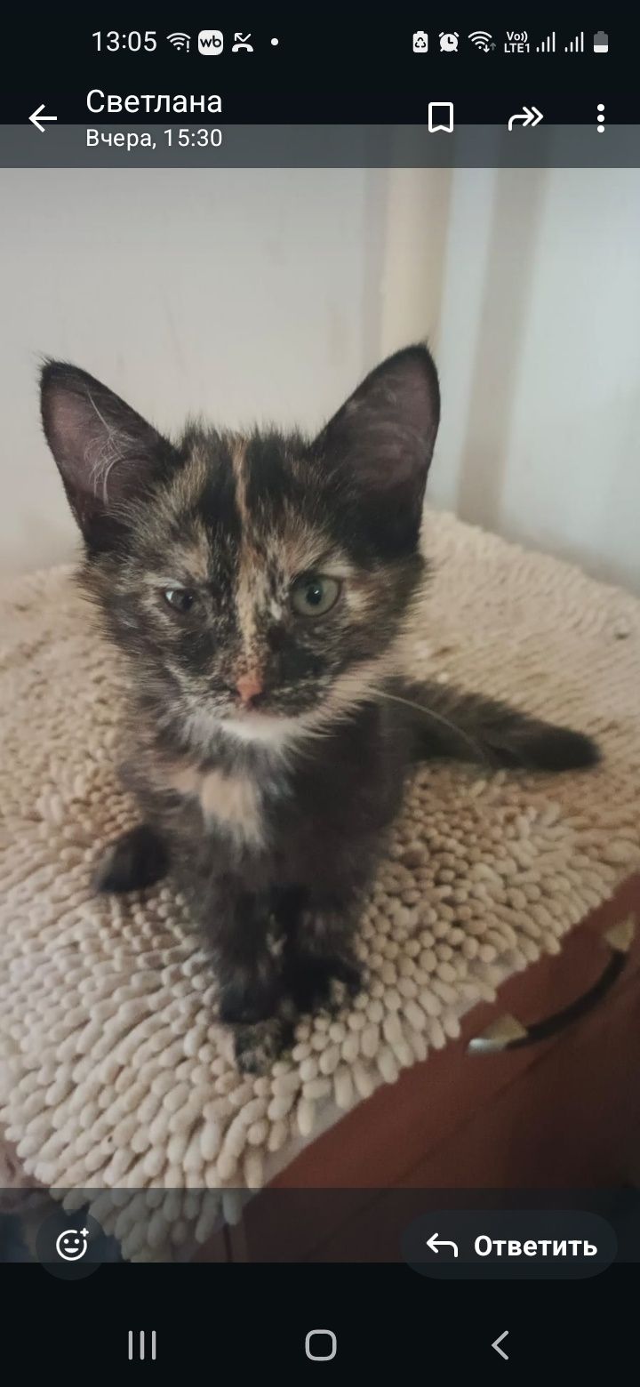 Животные  котята