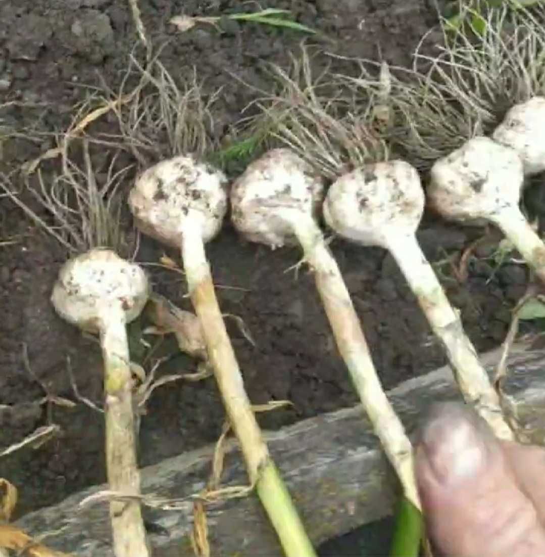 Продам озимый чеснок