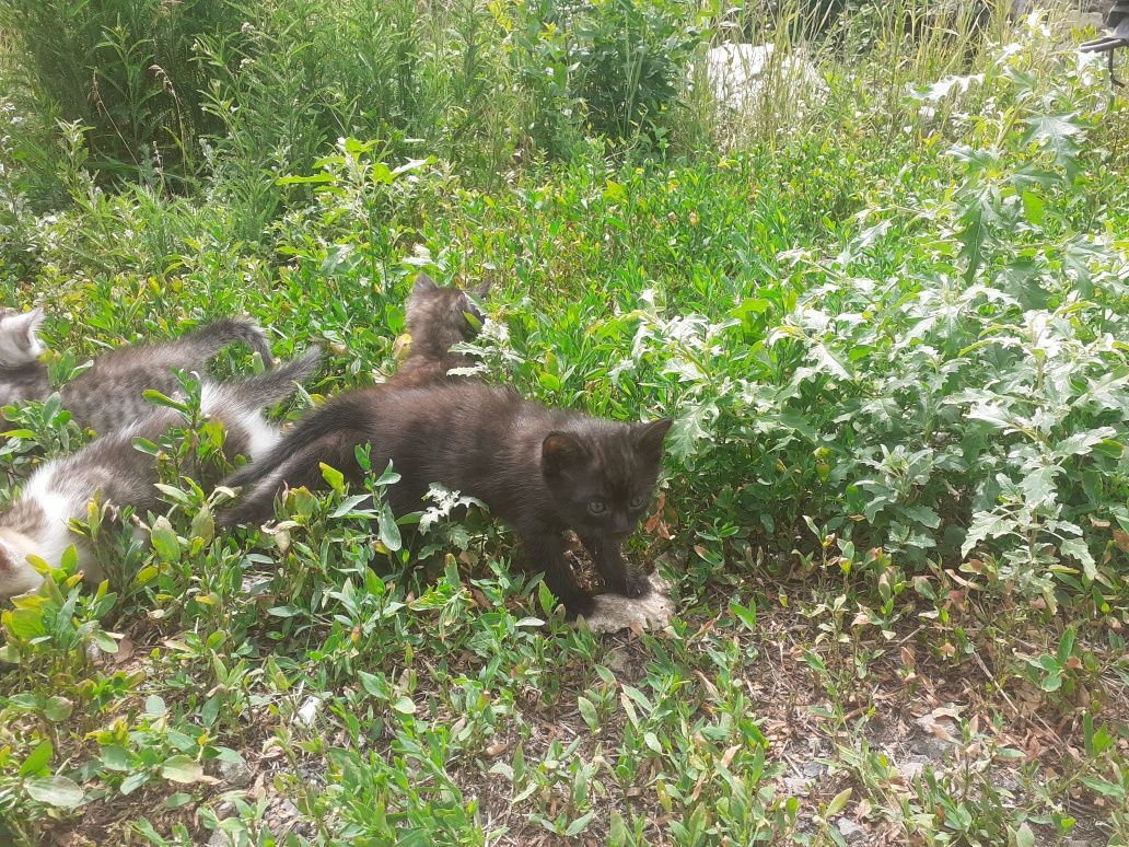 Котята больше месяца