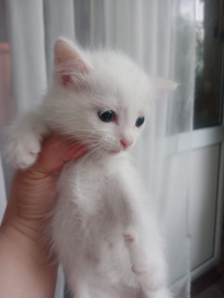 Котята в добрые руки!
