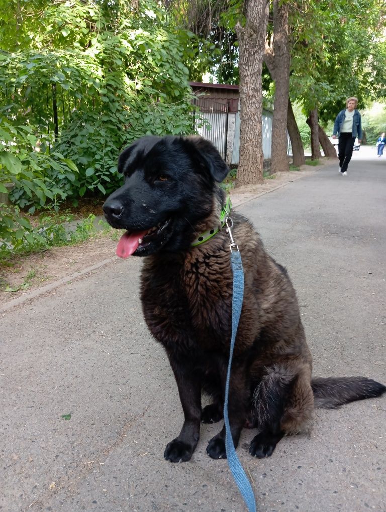 Собака ищет хороший дом