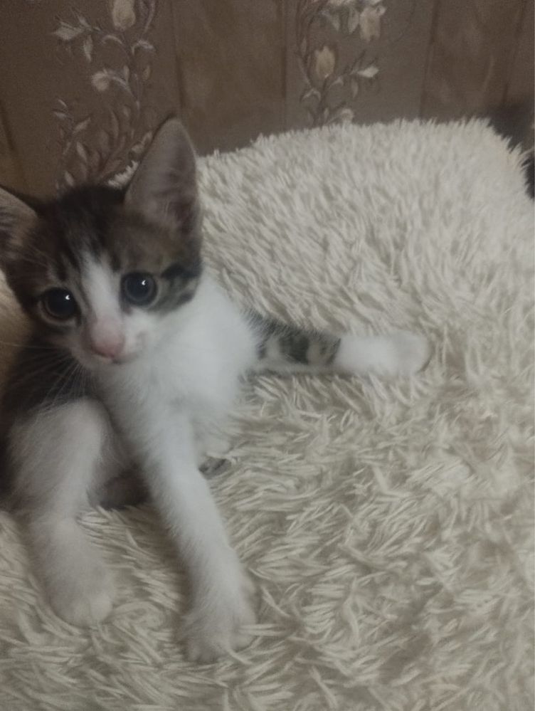 Отдам котят в хорошие руки