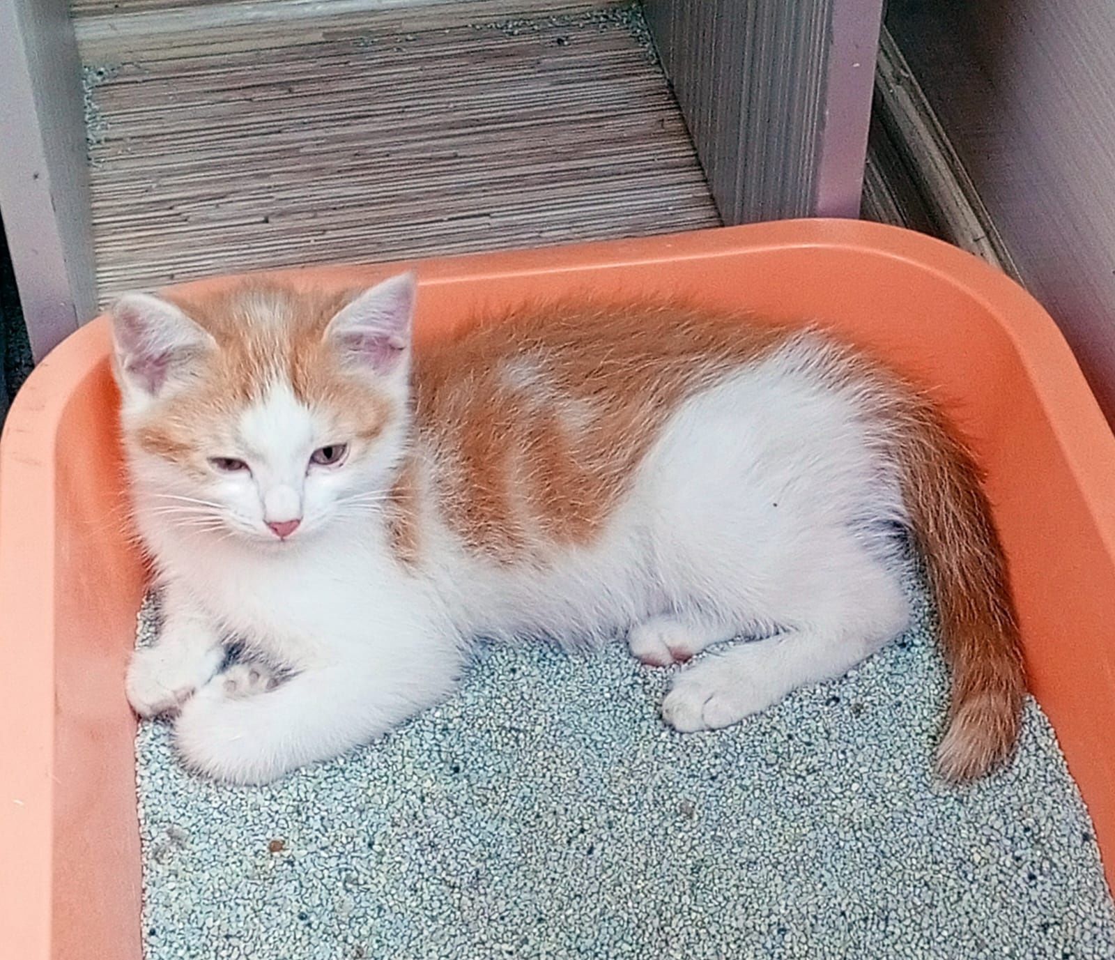 Отдам котёнка в добрые руки