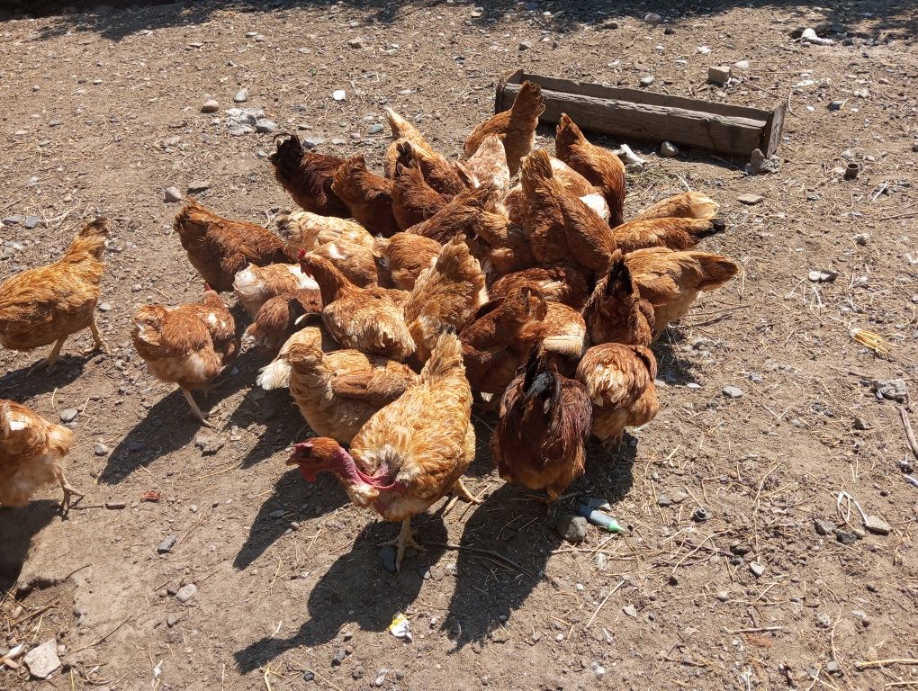 Продаются куры...