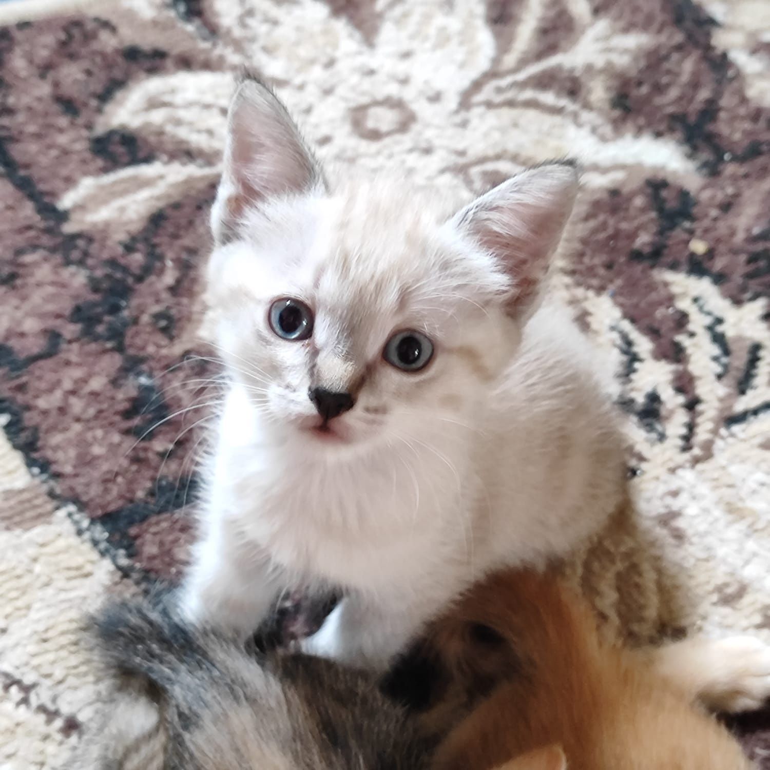 Отдам котенка в добрые руки бауырластар 2