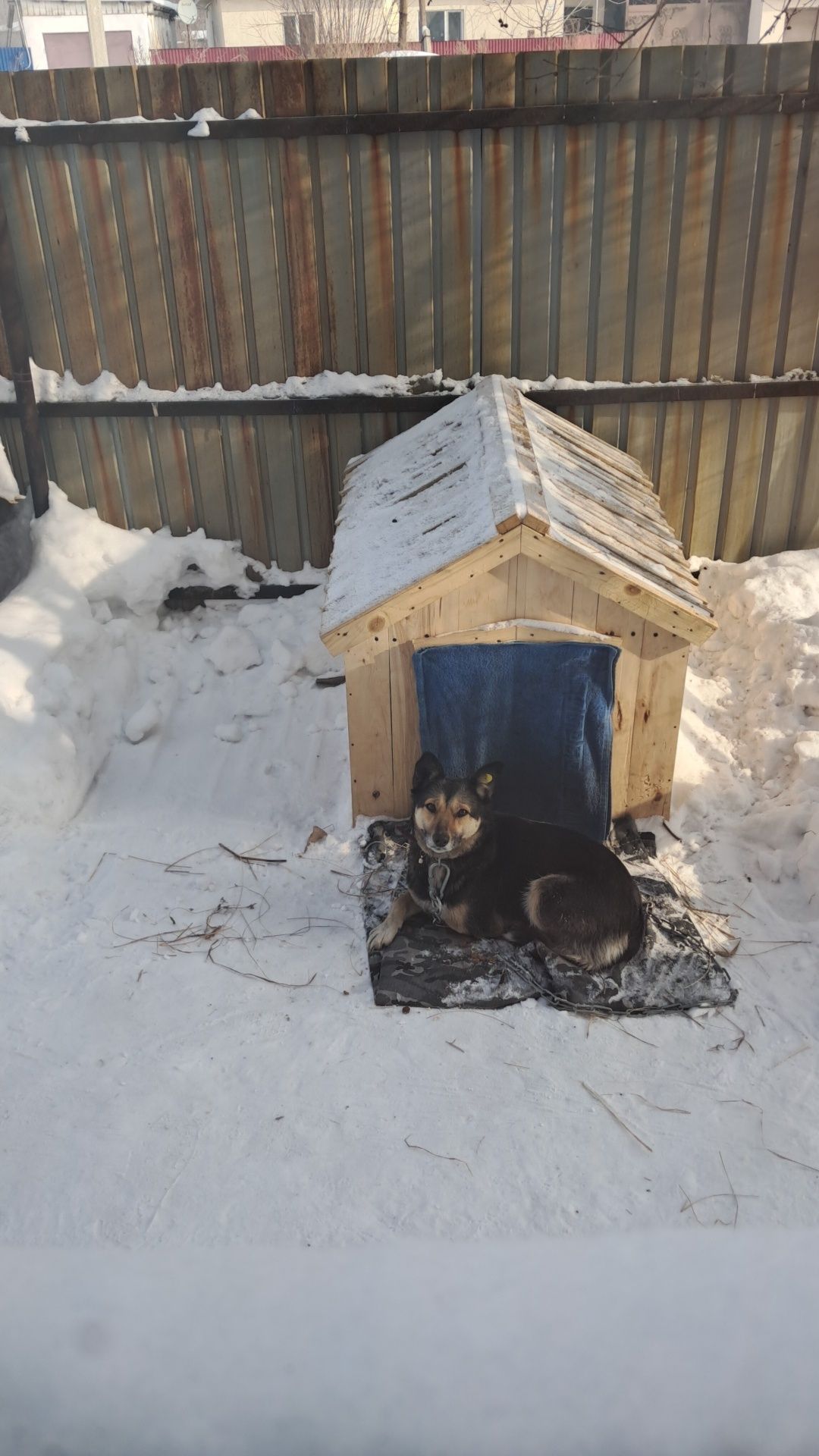 собака,трёхлапая потерялась
