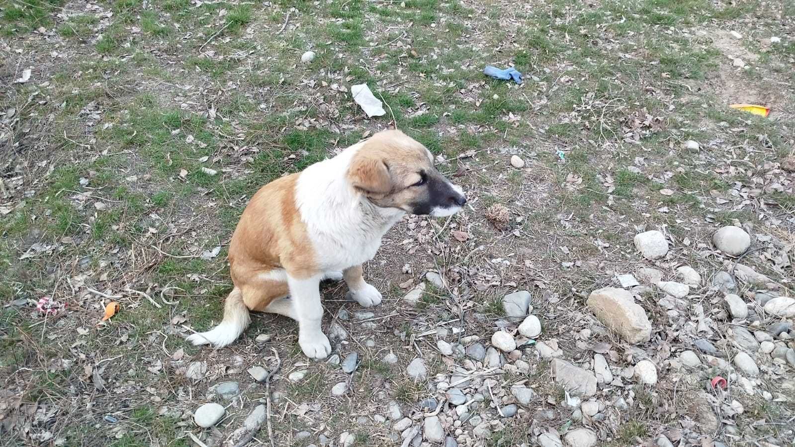 Срочно!!! Собачка ищет дом!