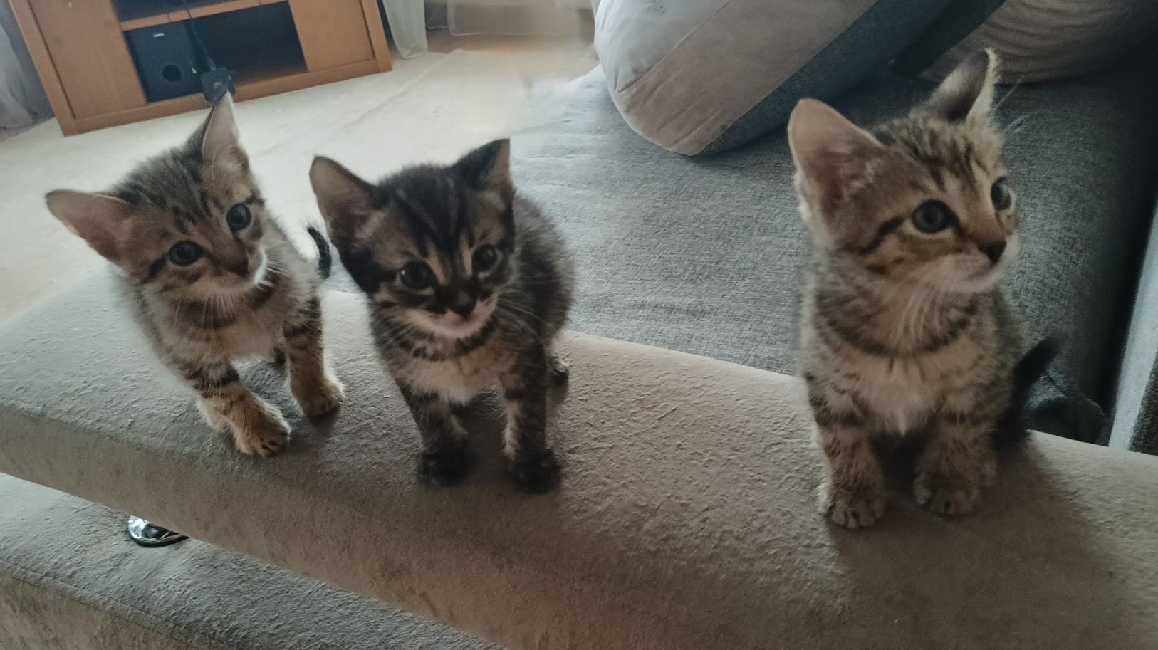 Отдам котят в добрые руки