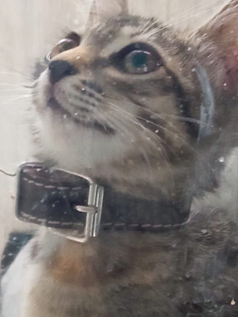 Отдам котенка в добрые руки