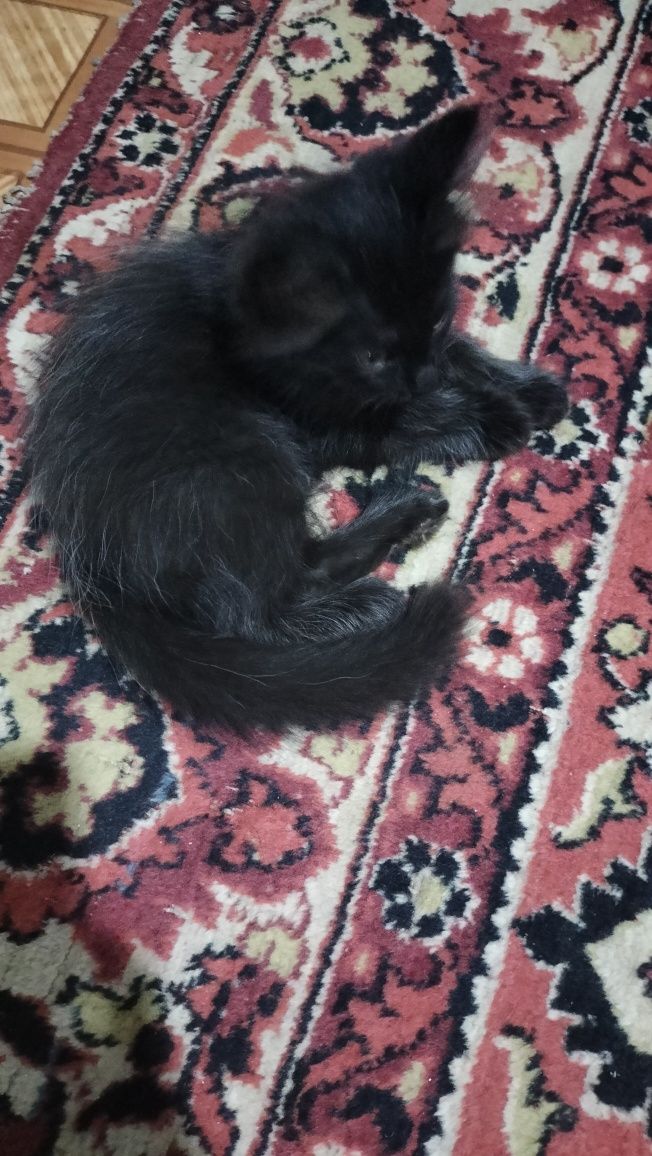 Отдам двух котят