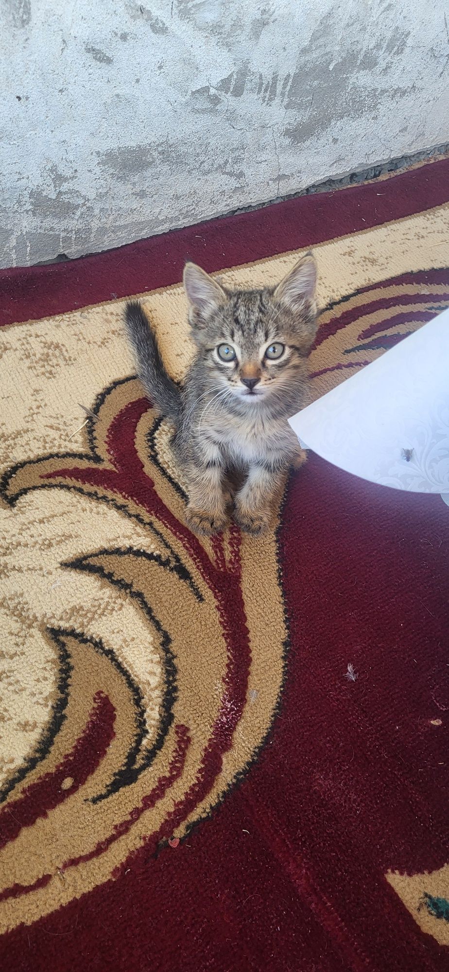 Отдам котят в добрые руки (кошечки)