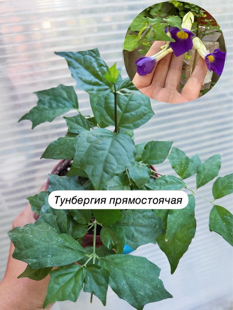 Папоротник, сциндапсус, тунбергия, сингониум, жасмин