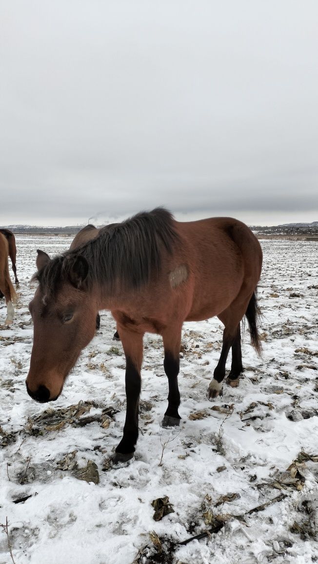 Продам или обменяю жеребца