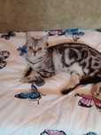 Потерялась кошка