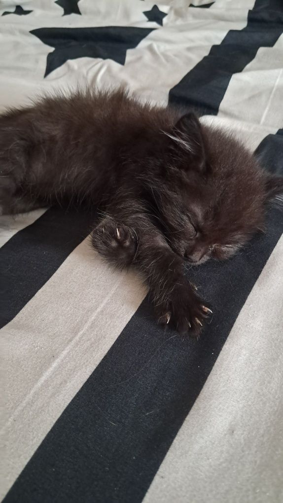 Отдам котят 1.5 месяца