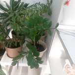 Продам комнатные цветы