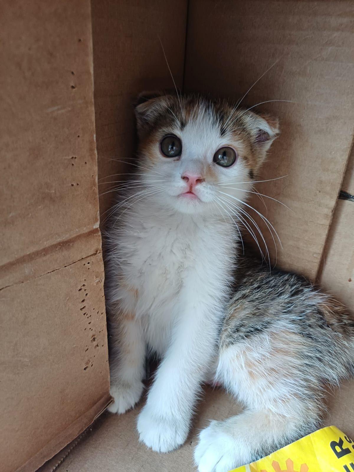 Котята в хорошие руки.