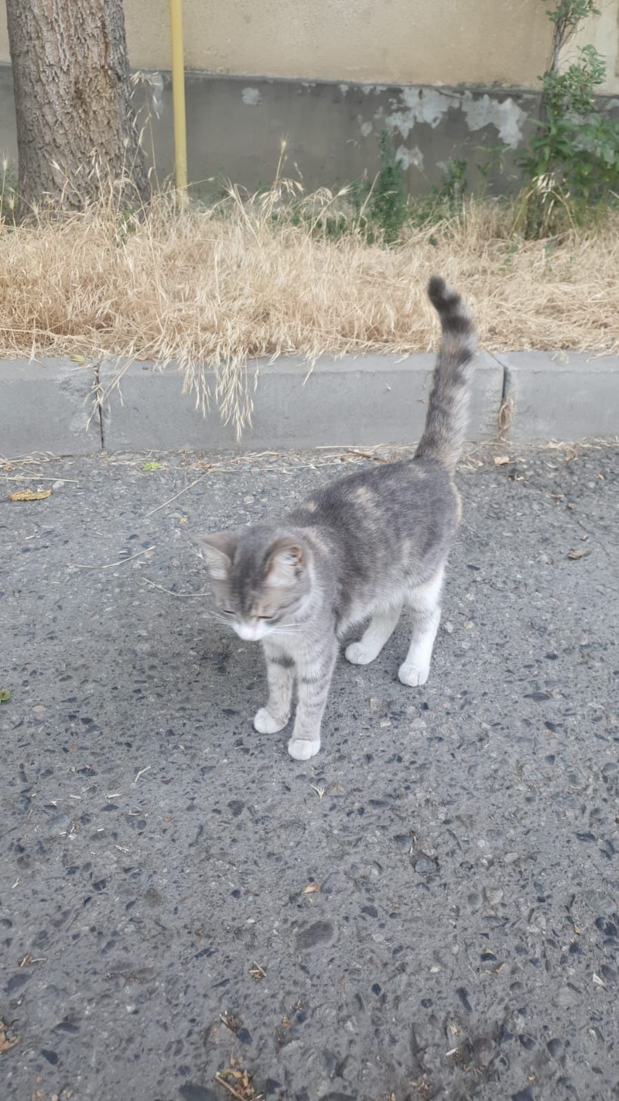 Отдам срочно кота ловит мышей
