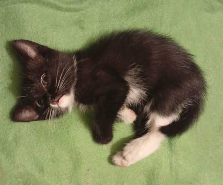 Котёнок в добрые руки
