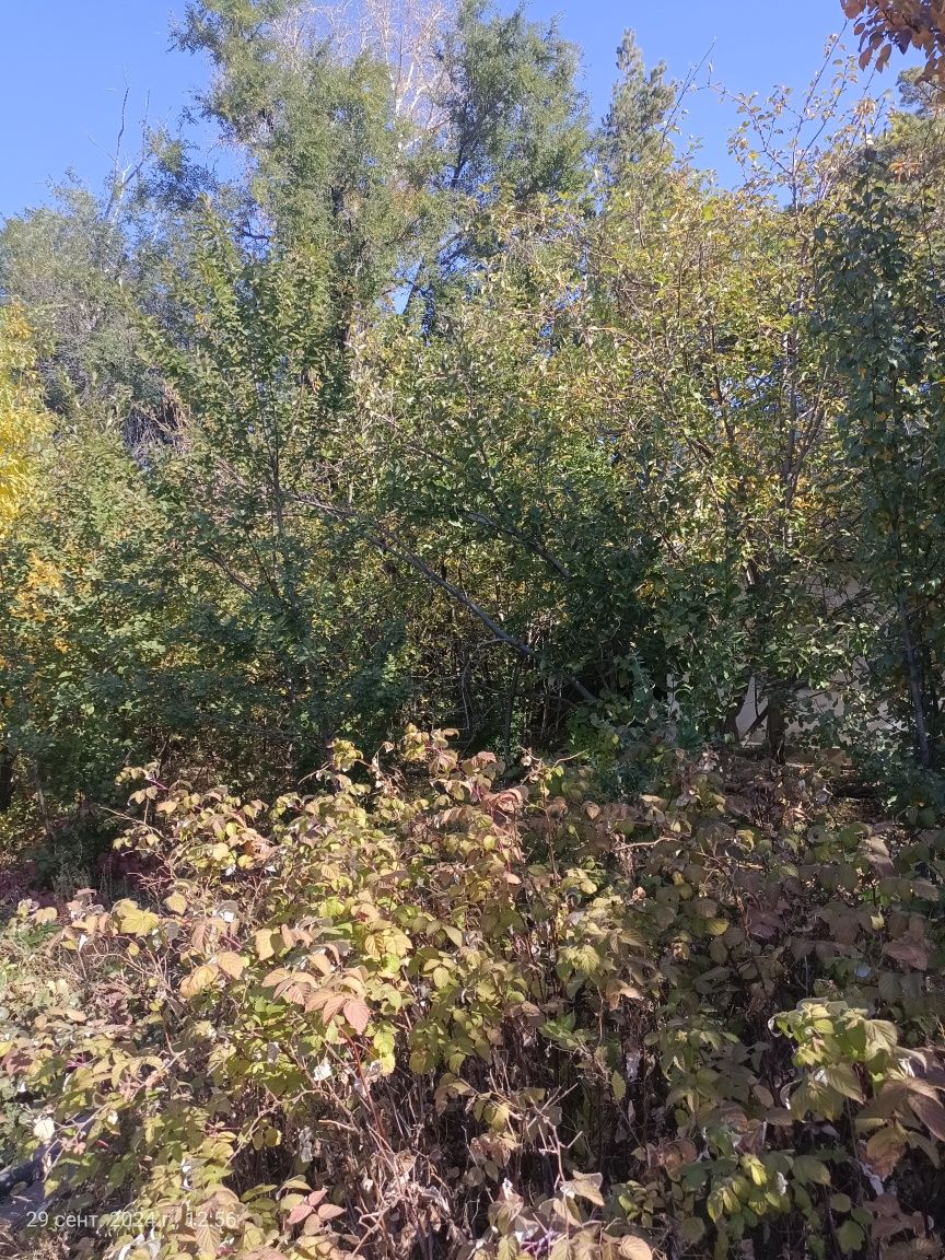 Продам дачу в 22 коллективе