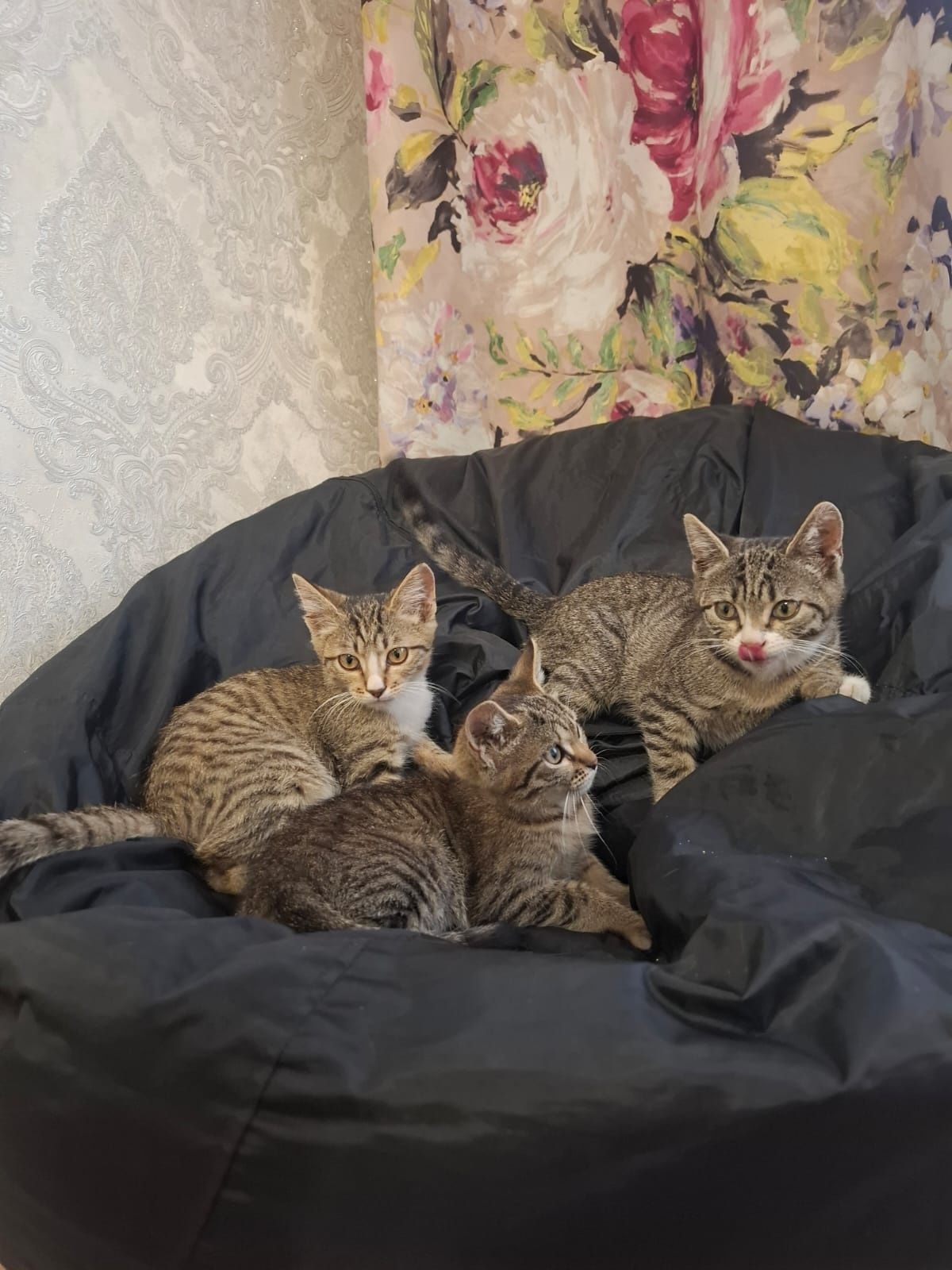 отдам котят-охотников