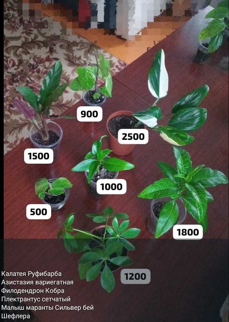 Разные комнатные растения